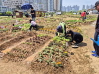 시흥시, 도시농업공원 3곳 시민행복텃밭 참여자 모집