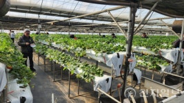 도전월드봉사단중앙회, 양평서 딸기체험 나들이