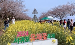 서귀포 유채꽃 국제걷기대회, 봄 향기 따라 함께 걸어요