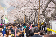 창원시, 진해 군항제 바가지요금 삼진아웃제 도입… 강력 단속 예고