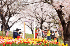 부산 사상구 낙동강정원 벚꽃축제, 오는 28일 화려한 개막