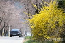 [포토] 개나리와 벚꽃 사이