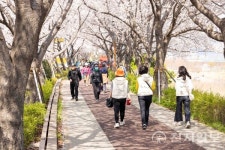 [포토] 부산 강서 낙동강 30리 벚꽃축제 즐기는 나들이객들