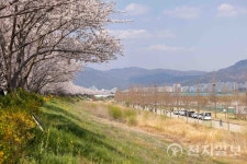 [포토] 벚꽃에 둘러싸인 부산 대저생태공원