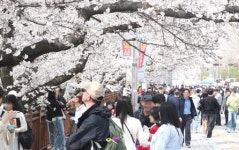 청주에 찾아든 봄… 무심천서 만난 어울림