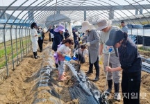 장성군 서삼면, 감자 공동재배로 유대감 형성