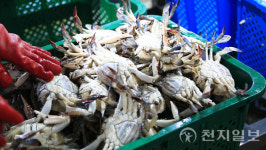 진도 바다 물 반 꽃게 반… 제철 맞은 봄 꽃게 대풍년