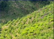 파주시, 경제림 조성 본격 추진… 사유림 20ha에 4만 5천 그루 식재