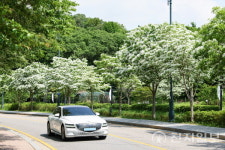 [포토뉴스] 의왕 왕곡천 따라 흐드러지게 핀 이팝나무 길… 하얀 꽃비 맞으며 산책을