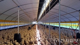 나주시, 축산농가 폭염 피해 차단 종합대책 가동