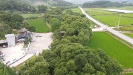 삼태마을숲, 천연기념물 지정 예고…고창 왕버들 숲길이 힐링 된다