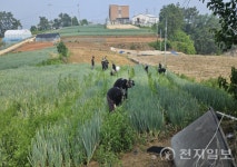 부안군, 원광·전주대학생 200명 참여 농활 나서