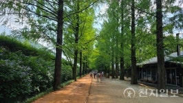 자연 쉼터 담양메타세쿼이아랜드 새단장 완료