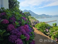 [한국명소] 전남 고흥 쑥섬, 화려한 수국 속 멈춘 시간… 400년 비밀 마주하다