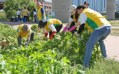 신천지자원봉사단 용인지부, 신갈천 생태계 위협 외래식물 제거 활동 펼쳐