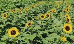 노란 웃음이 활짝! 양산 황산공원, 해바라기 정원으로 물들다