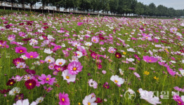 아산시, 곡교천 가을 초화원… 백일홍·코스모스 등 만개