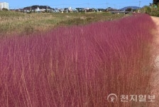 부안 줄포만 노을빛정원… 황홀한 가을꽃 향연에 인생샷은 덤
