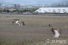 억새·갈대·코스모스 향연… 전남서 즐기는 가을 낭만