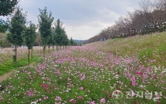 곡성 석곡면 코스모스 음악회 오는 17일 개막