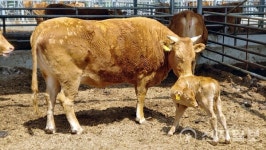 보성군 초유은행으로 한우농가 돕는다