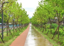 원주, 도심 위로 바람이 흐른다...철길이 숲길로 달라진 도시의 숨결