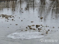 이 또한 지나가리라… 추운 겨울, 대전 유등천의 물새처럼