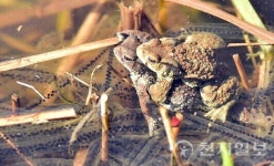 부평구, 장수산 두꺼비 생태 체험 환경축제 열린다