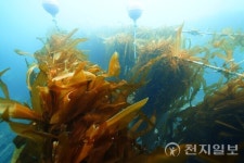 삼척시, 장호2리 연안 유용해조류 자원회복 사업 추진