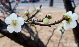 [포토] 매화꽃이 활짝