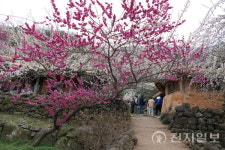 [포토] 춘분 지나 광양 매화마을 봄 절정