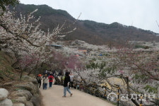 [포토] 춘분 지나 광양 매화마을 봄 절정