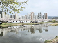 순천 동천 벚꽃길 물든다… 용당뚝방길 벚꽃축제 4월 4일 개최