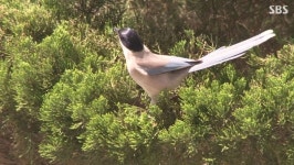 [오늘의 추천방송]SBS ‘동물농장’