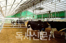경기 포천서 구제역 발생... 방역당국 비상