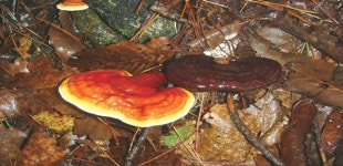 [포토인북] 약용식물로 몸을 해독해보자… 30가지 약용식물 효과