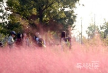 가을감성 충만 잠원 한강공원 핑크뮬리