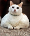 집 잃은 수퍼뚱보 고양이 유명세