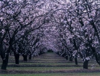 봄전령 프레스노 과수원길은 지금...