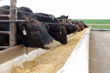 다우너 소 도축 및 유통 전면 금지