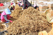 양지홍삼농장, 인삼 수확철 맞아 파격 할인