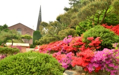 광은교회, ‘봄꽃 축제’와 함께 디카사진 콘테스트 연다