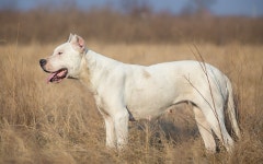 도고아르젠티노, 케인코르소  맹견 만났을때 대처법