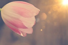 성서로 본 생명의 의미와 인간의 존엄성