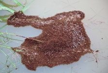 맹독성 살인개미 ‘붉은불개미’ 인천항 또 발견, 여왕개미·애벌래·일개미 총 776마리, 물리면 증상은?