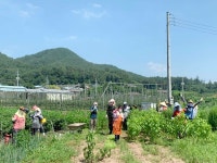 백송교회, 포도 농장 이어 고추밭에서 부족한 일손 돕기