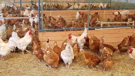 [김진홍의 아침묵상] 농부 하나님(3) 포천 두레농장의 닭과 병아리