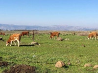 성경에 ‘바산’으로 등장하는, 비옥한 골란고원 지역