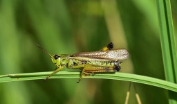 이스라엘 식품 업체, 메뚜기로 만든 음식 선보여 화제