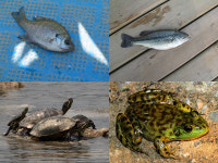 정월대보름 ‘미꾸라지’  방생 안 돼요